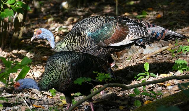 Calakmul Biosphere Reserve